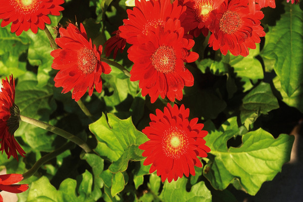 gerbera daisies