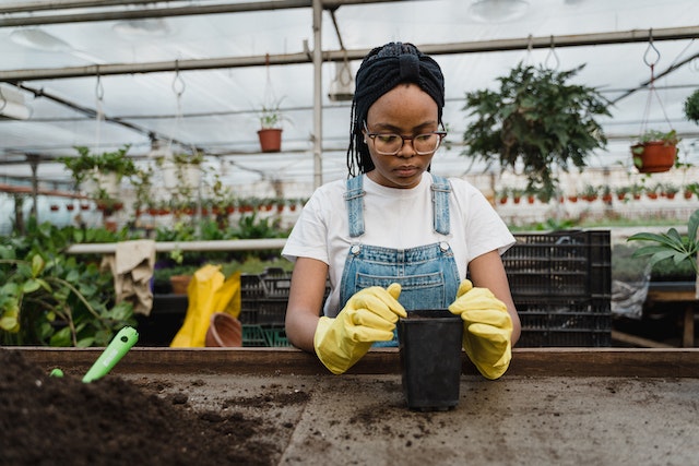 girl planting boxwood shrubs