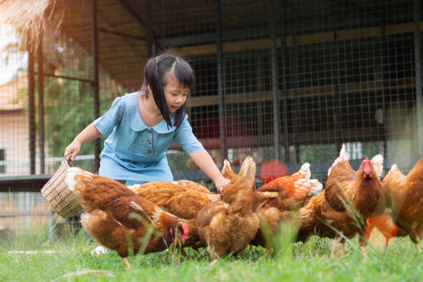 girl playing with chickens