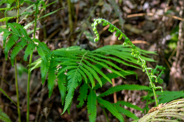 growing ferns