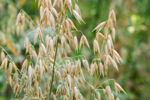 oat plants