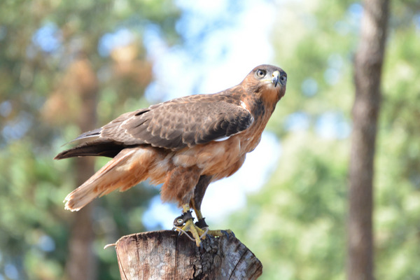 a hawk watching chickens