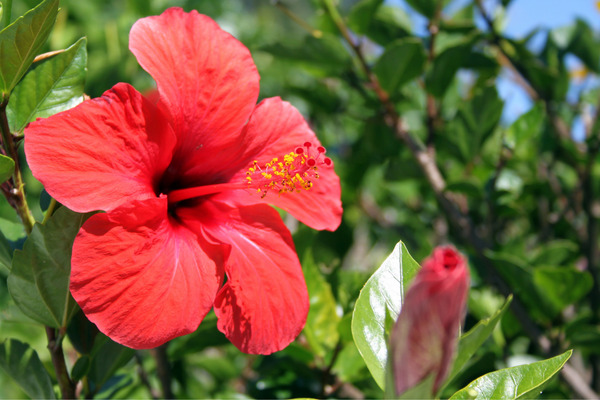 hibiscus