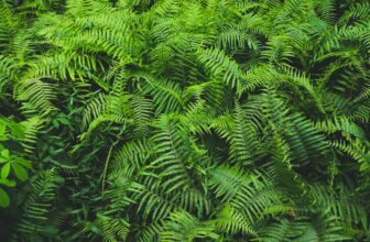 how to grow ferns