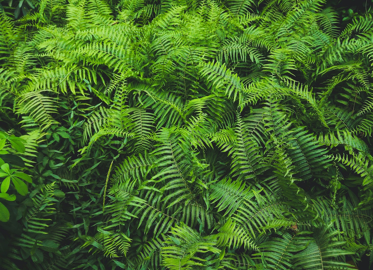 how to grow ferns