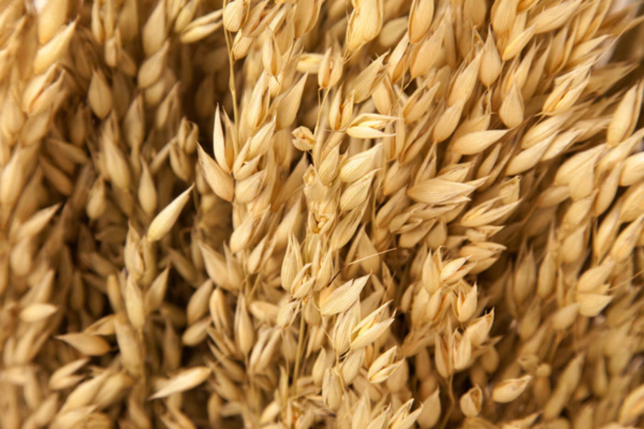 How to Grow Oats A Complete Guide TopBackyards