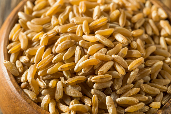 khorasan kamut wheat