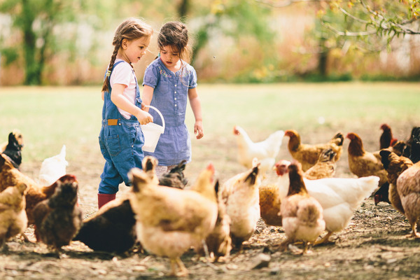 kids feeding chickens