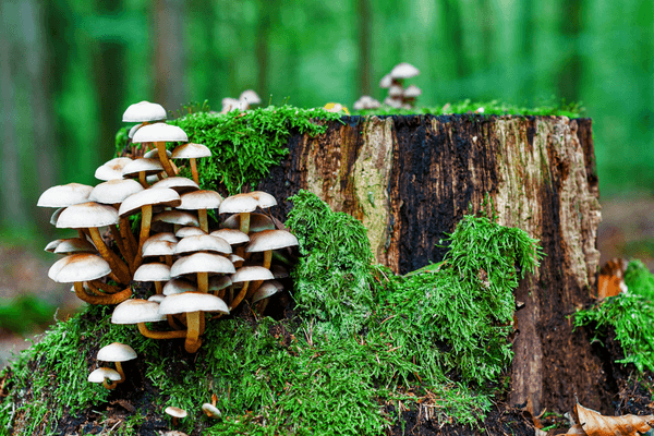 mushrooms growing on a log