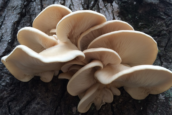 mushrooms on trees