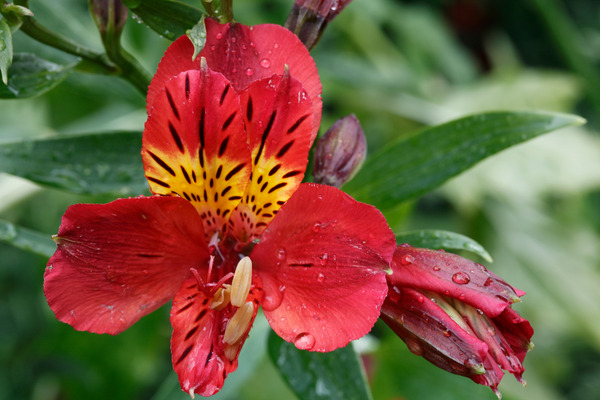 red peruvian lily