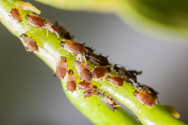 pests that attack plants
