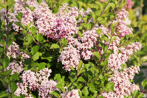 a pinkish butterfly bush