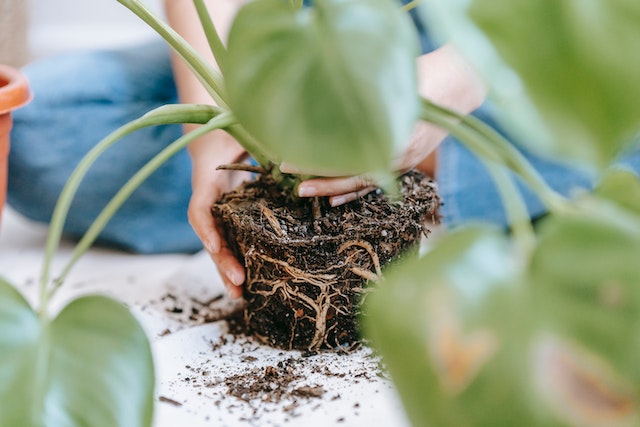 plant roots