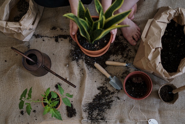 planting in pots