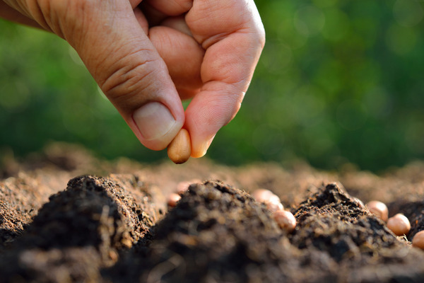 planting kamu khorasan