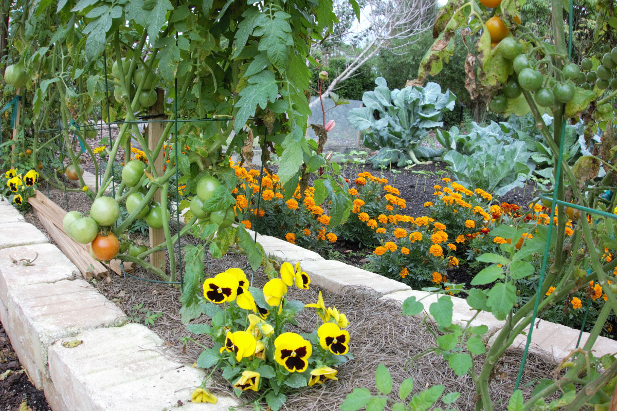 plants planted together