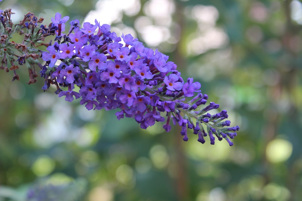 purple butterfly bushes