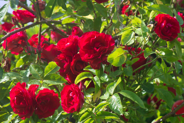 red bush monkeyflower