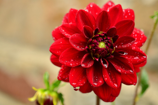 red dahlia