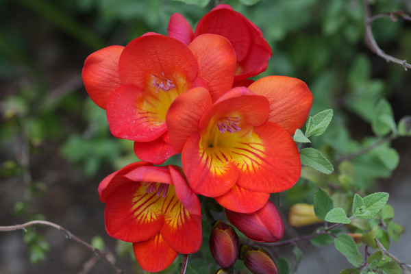 red freesia