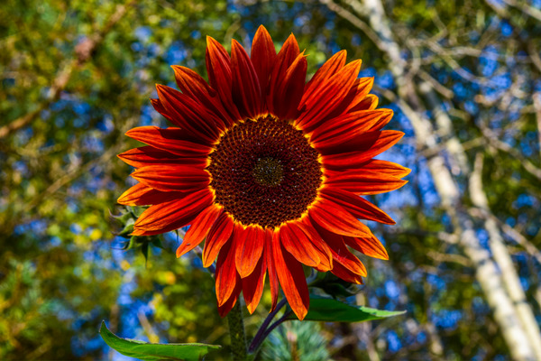 red sunflowers