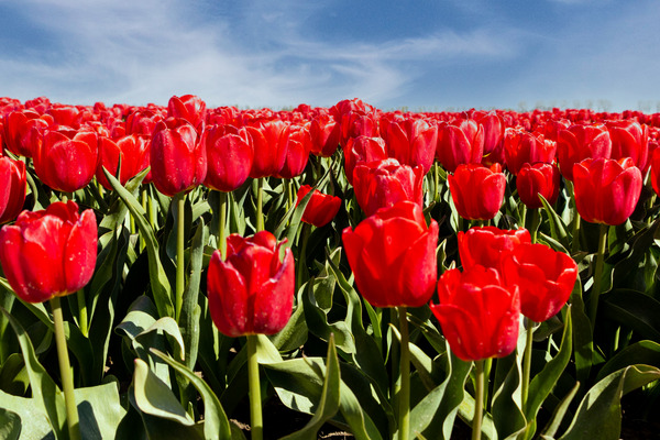 red tulips