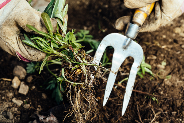 removing weeds