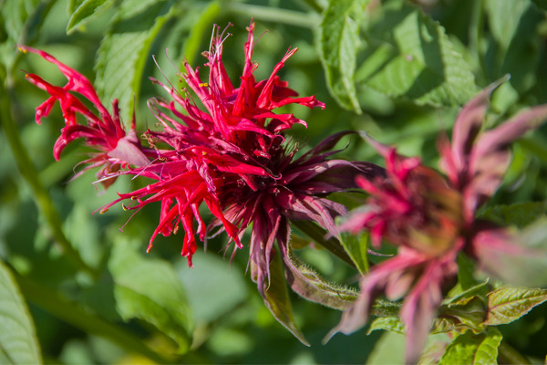 scarlet beebalm