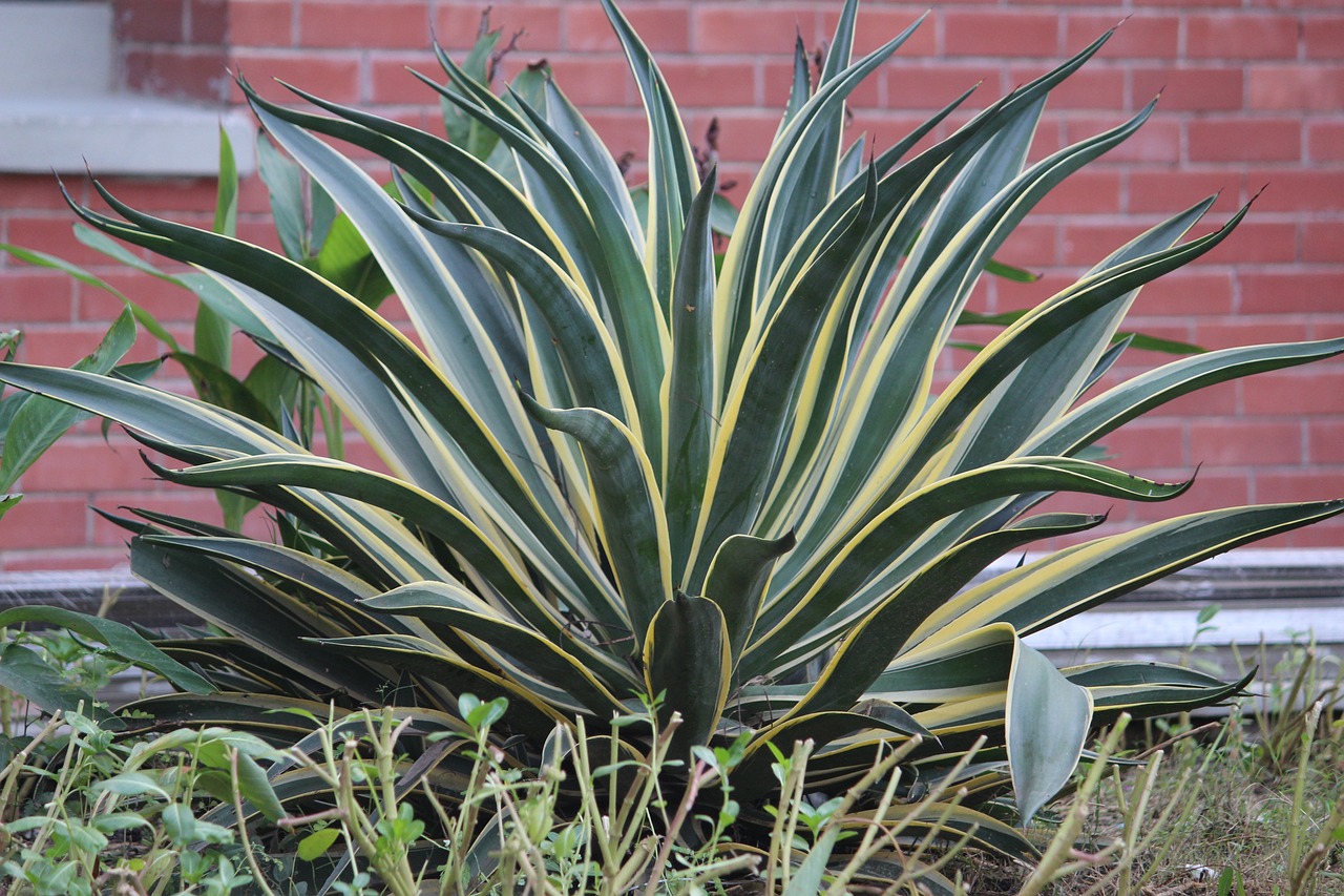 snake plant