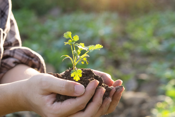 soil-less agriculture