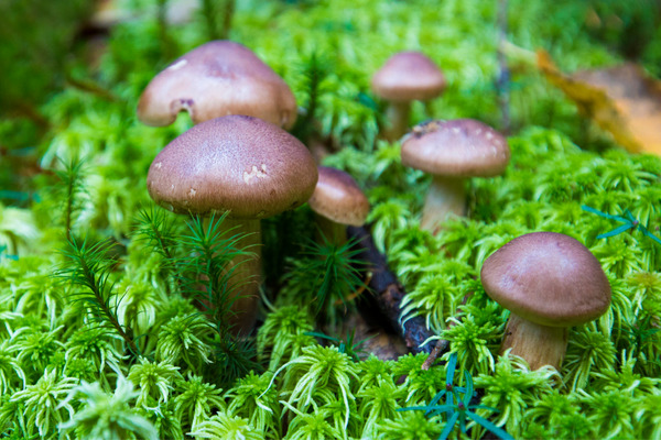 some mushroom
