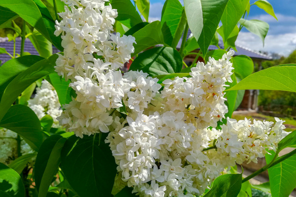 white butterfly bush