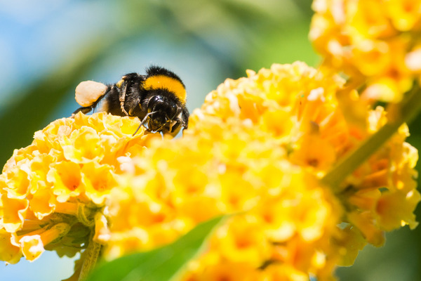 yellow butterfly bush 