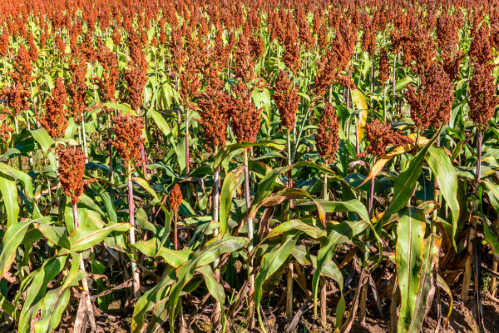 How to Grow Sorghum - 8 Simple Steps! - TopBackyards