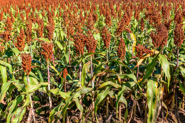 sorghum field