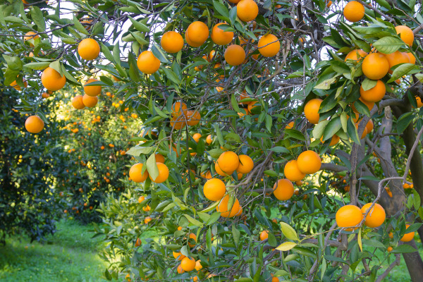 a tree full of calomandin oranges