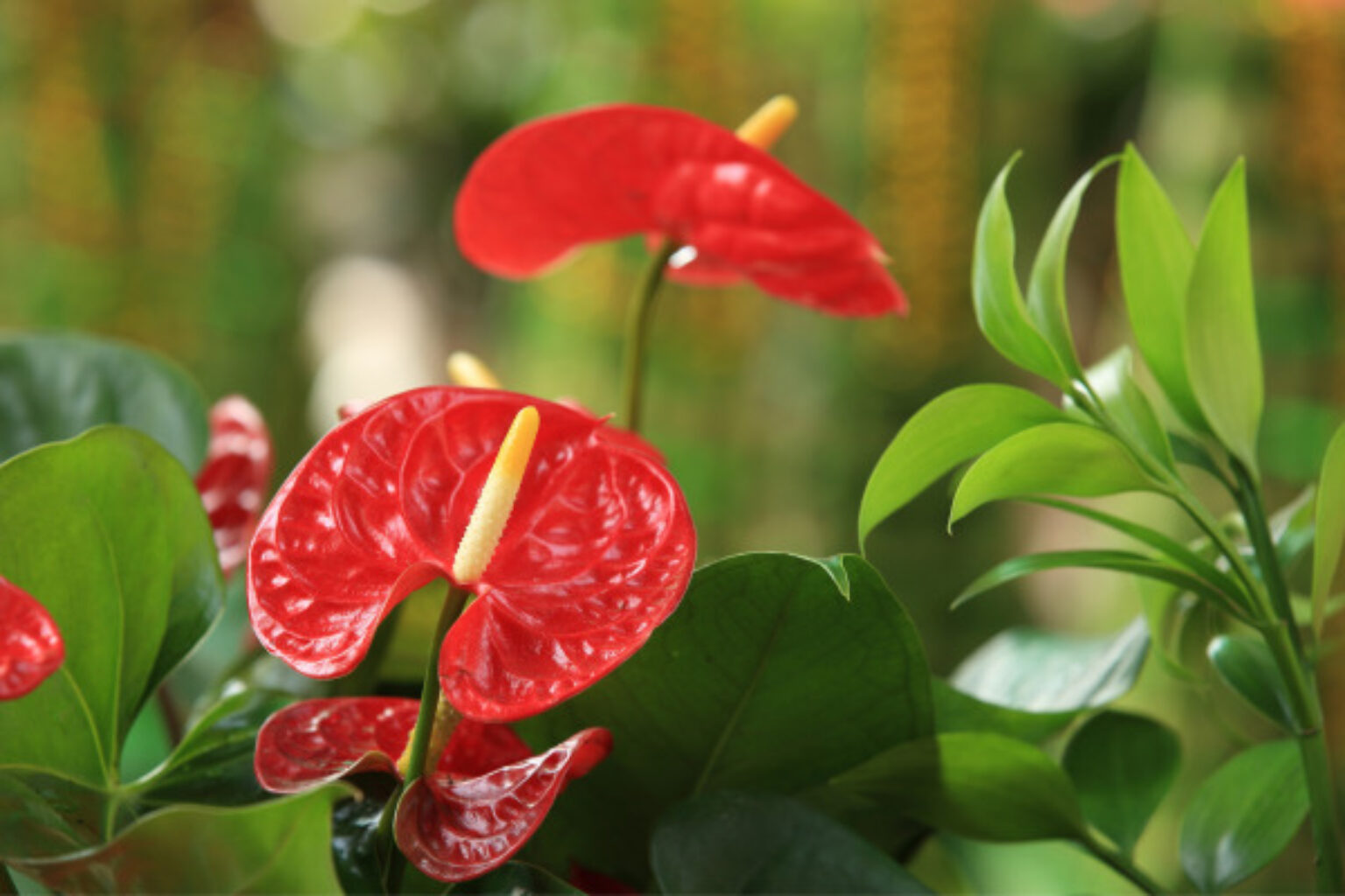 Anthurium A Top Indoor Plant TopBackyards