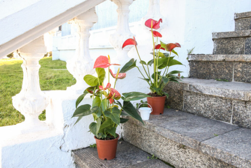 Anthurium A Top Indoor Plant TopBackyards
