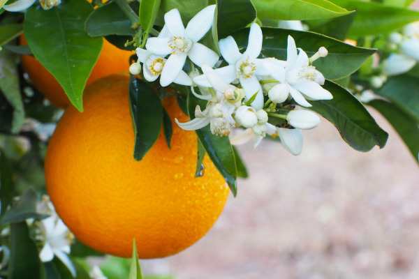 calomandin orange and flowers