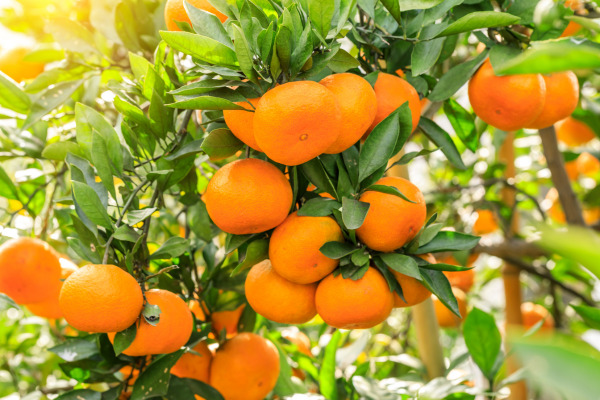 lots of calamondin oranges