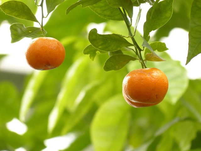 calomandin oranges