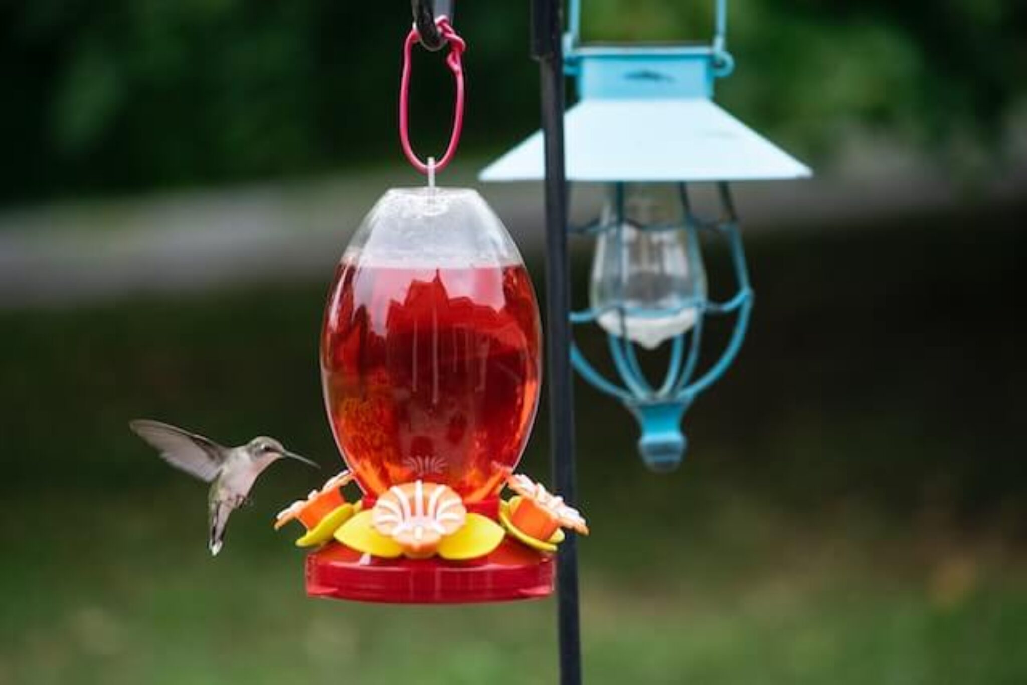 How to Attract Hummingbirds to Your Garden TopBackyards