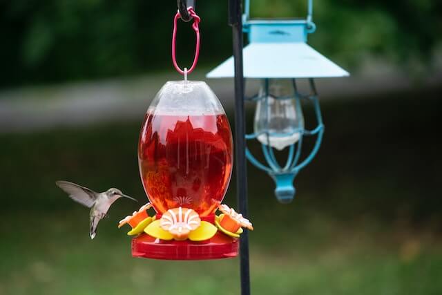 feeding hummingbirds