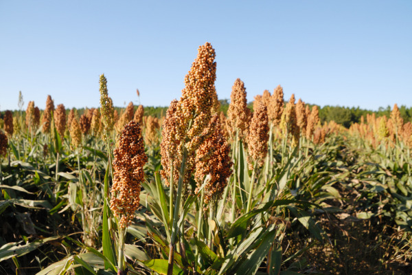 growing sorghum