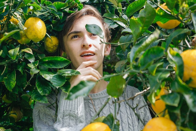 harvesting lemons