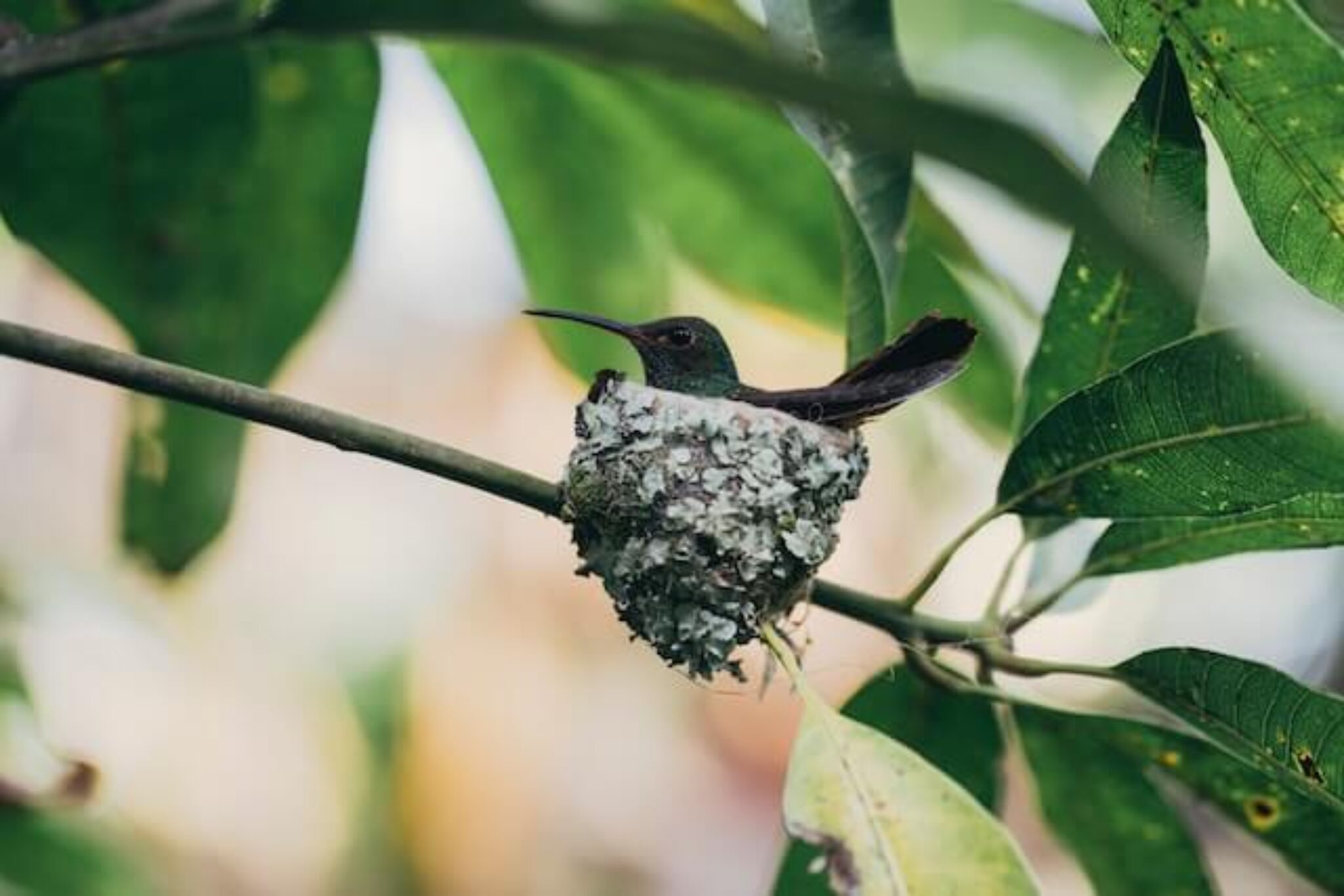 How to Attract Hummingbirds to Your Garden TopBackyards