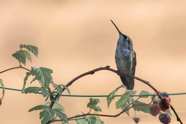 one hummingbird on a twig