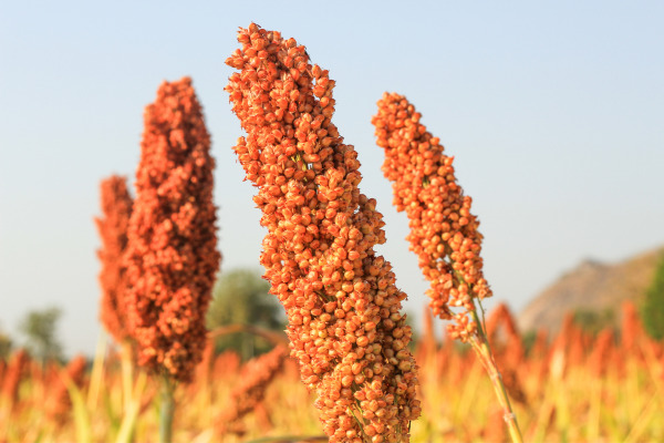 sorghum plants