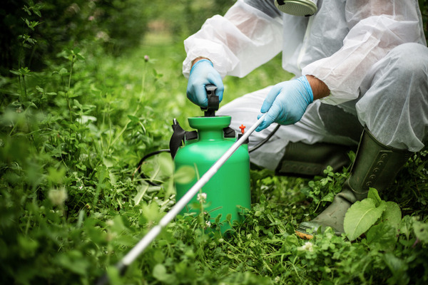 A gardener applying natural pest control methods in an organic garden.